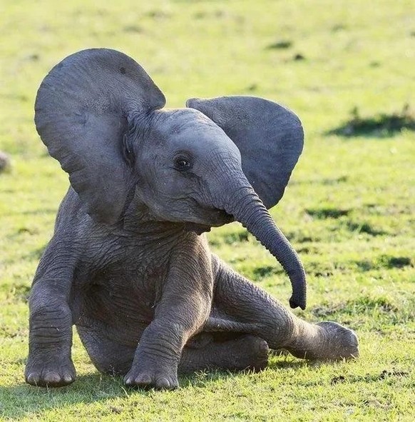 cute news tier elefant

https://www.reddit.com/r/Elephants/comments/186khxb/baby_elephant/