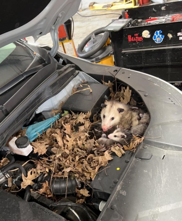 cute news tier possum familie im hubraum vom auto

https://www.reddit.com/r/AnimalsBeingMoms/comments/12yvyra/but_this_spot_was_warm/