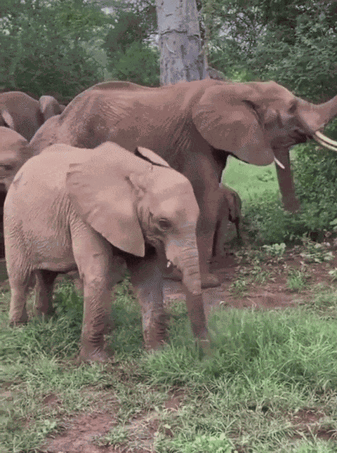 GIF animé