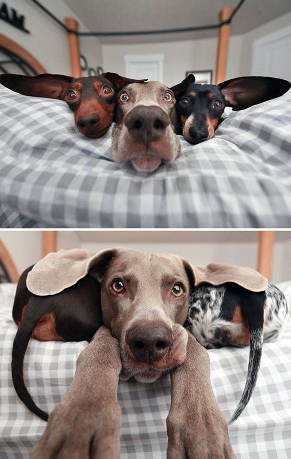 cute news tier mit grossen ohren hunde

https://www.instagram.com/p/CvU_1LVujGs/