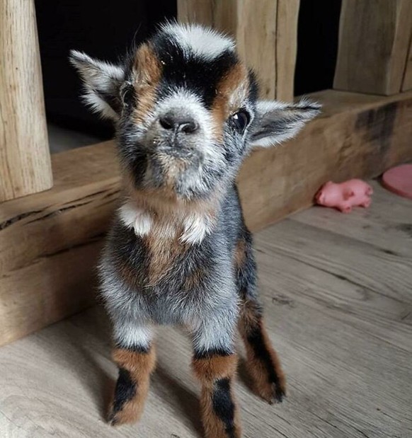 cute news animal tier goat ziege

https://www.boredpanda.com/cute-goats/