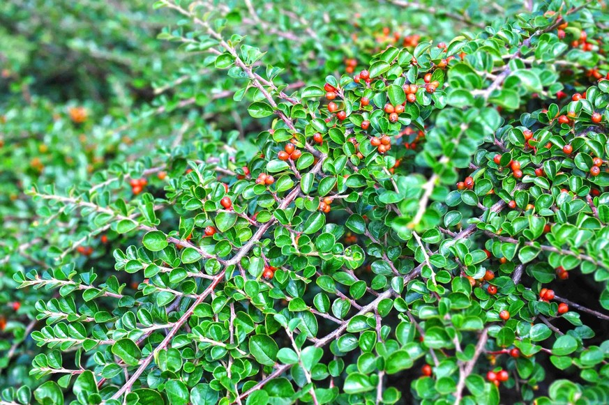 Cotoneaster horizontalis.