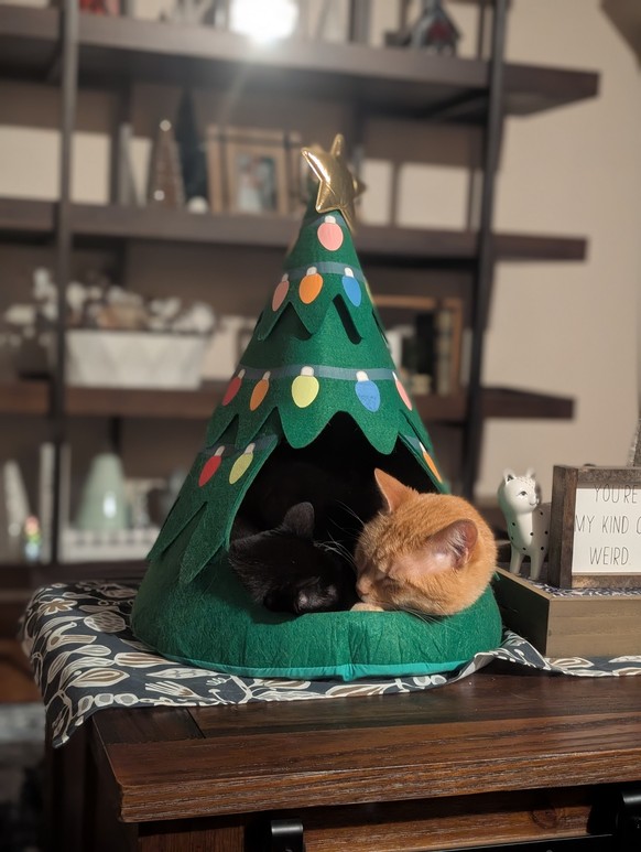cute news tier katze weihnachten

https://imgur.com/gallery/finished-holiday-decorating-EjaS3O2#/t/aww