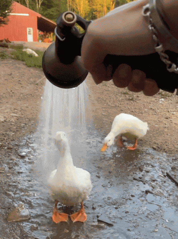 GIF animé