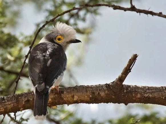 cute news tier vogel Weissschopf-Brillenvanga

https://www.reddit.com/r/NatureIsFuckingLit/comments/1c690xb/whitecrested_helmetshrike/