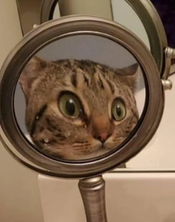 Surprise