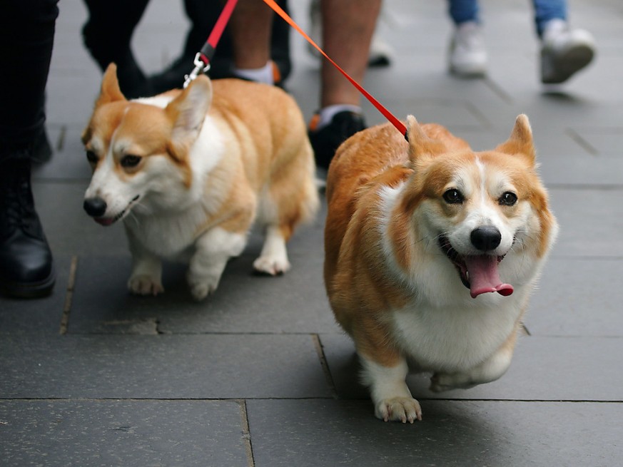 L&#039;amour de la reine pour ces petits chiens remonte au moins