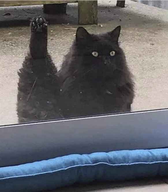 Lustige Tierbilder: Katze