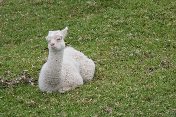 cute news animal tier alpaka

https://imgur.com/t/alpaca/vBMUdEH