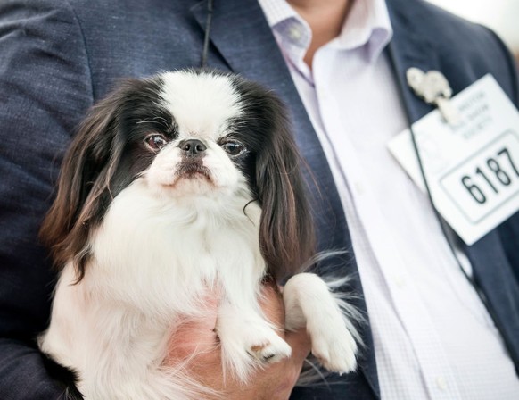 A Japanese Chin during the Darlington Dog Society Annual Show, at Ripon Racecourse in Yorkshire. (Photo by Danny Lawson/PA Images via Getty Images)