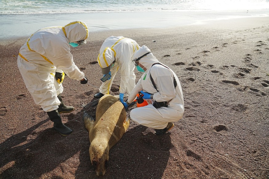 epa10469442 A handout photo made available by Peru&#039;s National Forestry and Wildlife Service (Serfor) showing experts examining a dead sea lion on a beach in Peru, 15 February 2023. The decision o ...