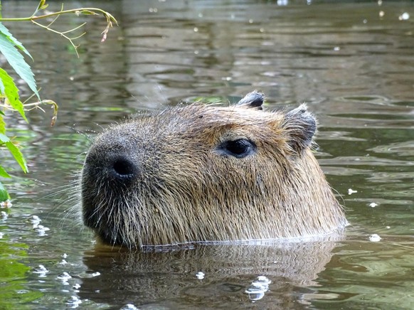 cute news tier capybara

https://www.reddit.com/r/capybara/comments/181inav/roamin_around/