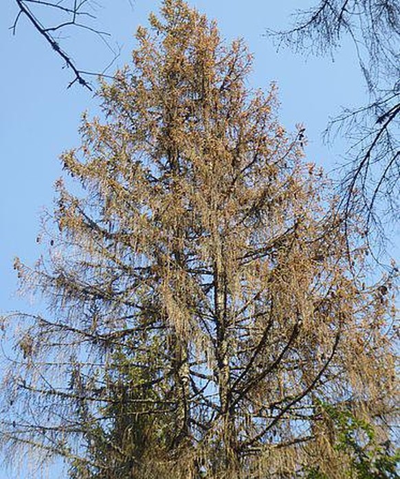 Épicéas de la région d’étude, morts à la suite de la sécheresse de 2018 et de l’infestation subséquente de scolytes. (Photo : Horst Delb, FVA BW)