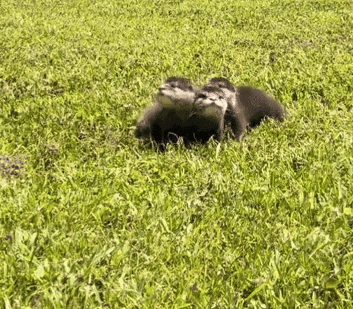 GIF animé