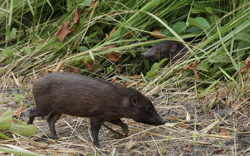 En Inde, les plus petits porcs du monde sont relâchés dans la nature. watspm