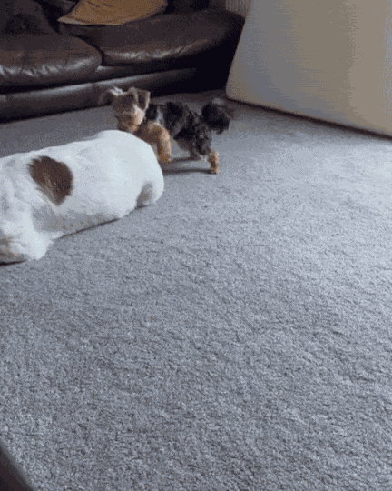 GIF animé