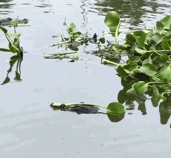 GIF animé
