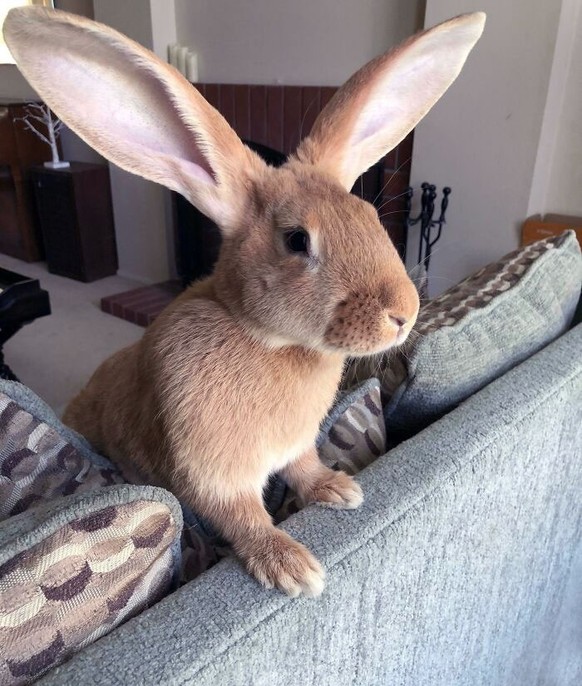 cute news tier mit grossen ohren hase

https://www.reddit.com/r/Rabbits/comments/n3j3jl/shes_all_ears/