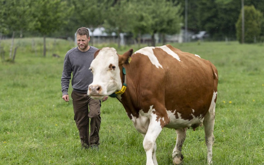 Ici, les vaches choisissent le moment où elles se font traire.