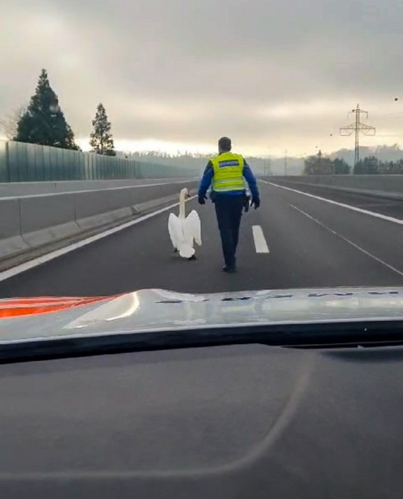 Intervention inhabituelle sur l&#039;autoroute: la police vaudoise a secouru un cygne blanc errant sur la chaussée.