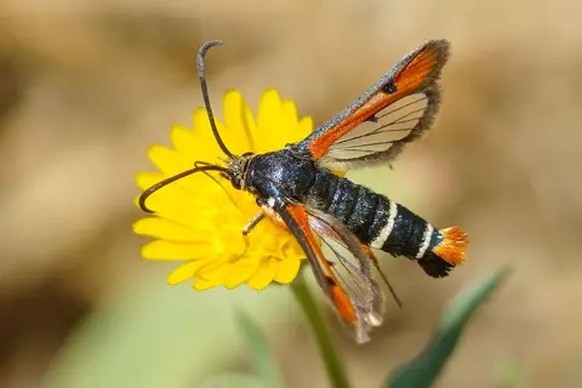 Roter Ampfer-Glasflügler.