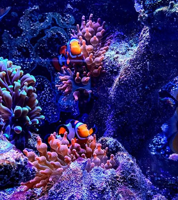 cute news animal tier clownfish

https://imgur.com/t/clownfish/JVx8mB0