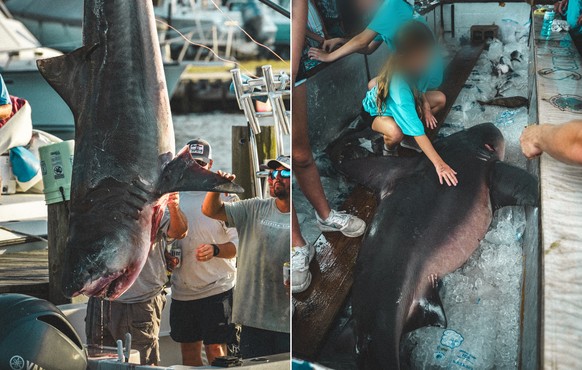 Des requins tués en 2023 lors du Deep Sea Fishing Rodeo à Dauphin Island, en Alabama, dans le sud des Etats-Unis.