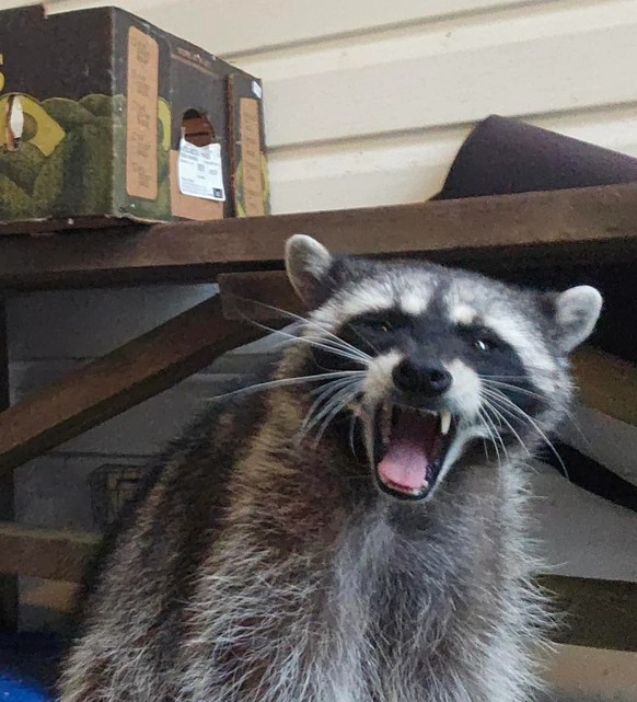 cute news tier waschbär

https://www.reddit.com/r/Raccoons/comments/1d7japt/rockette_is_here_daily_she_takes_naps_on_our/