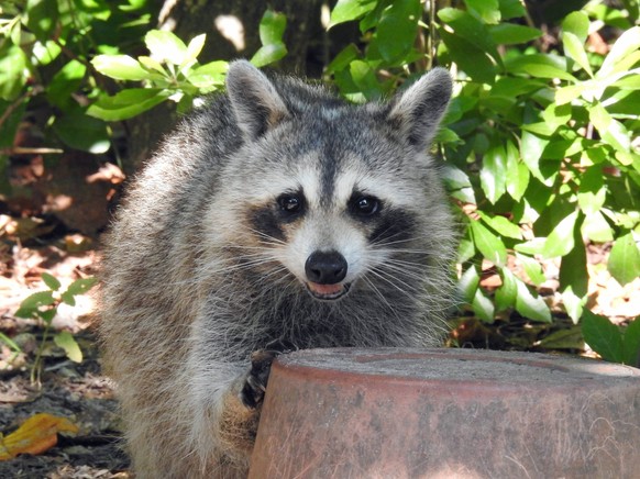 cute news animal tier waschbär

https://imgur.com/t/animals/qEeADRG