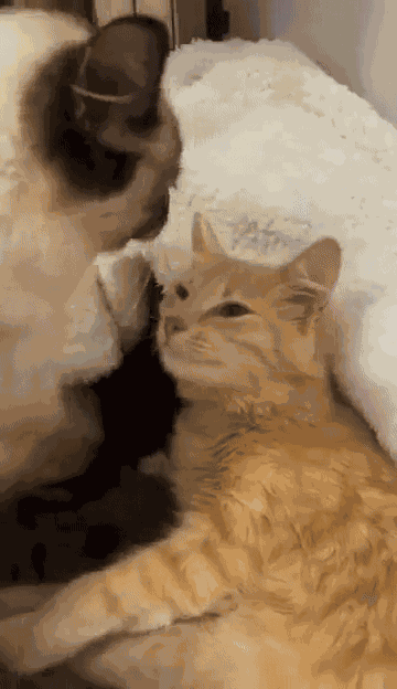 GIF animé