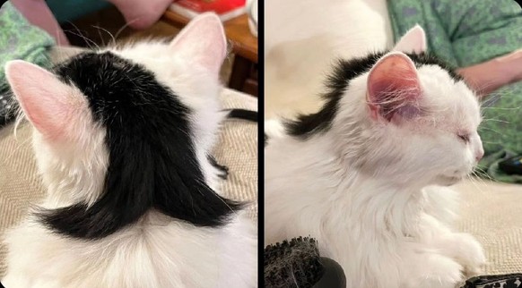 cute news tier katze

https://www.instagram.com/p/C-0JB4mSUB7/