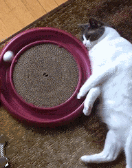 GIF animé