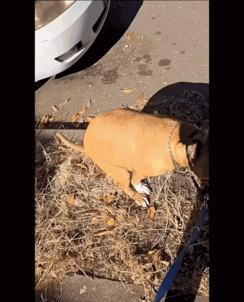 GIF animé