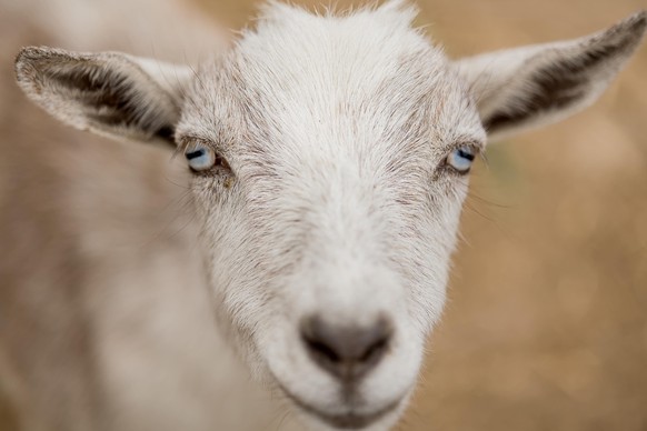 cute news tier ziegen

https://imgur.com/t/aww/s4qcN3v