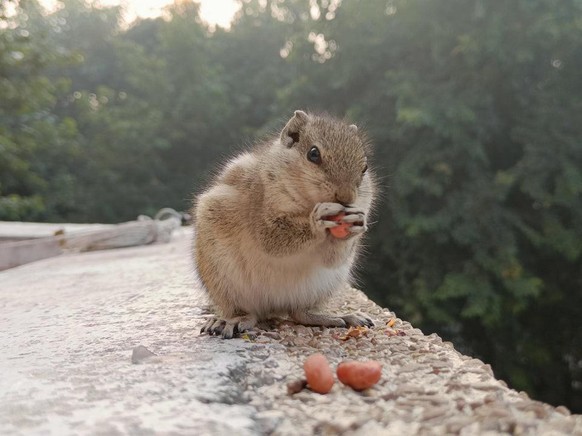 cute news animal tier cute news

https://www.reddit.com/r/squirrels/comments/r4lslq/there_were_4_tiny_squirrels_waiting_on_the/