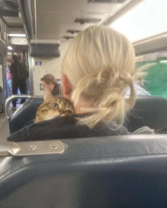 cute news tier katze

https://www.reddit.com/r/cute/comments/1s53dya/oh_to_be_this_rich/