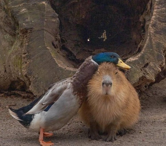 cute news tier ente capybara

https://www.reddit.com/r/capybara/comments/1ewsc5y/2_unlike_but_loyal_friends/