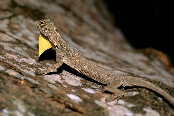 Bildnummer: 56022175 Datum: 06.06.2003 Copyright: imago/blickwinkel
flugdrache (draco spec.), mit kehlsack imponierend. flying dragons, flying lizards (draco spec.). blws002613 kbdig 2003 quer tier ti ...