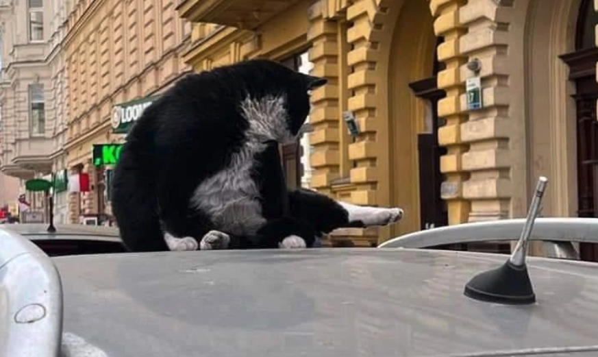 Un chat polonais devient une star grâce à Google maps.