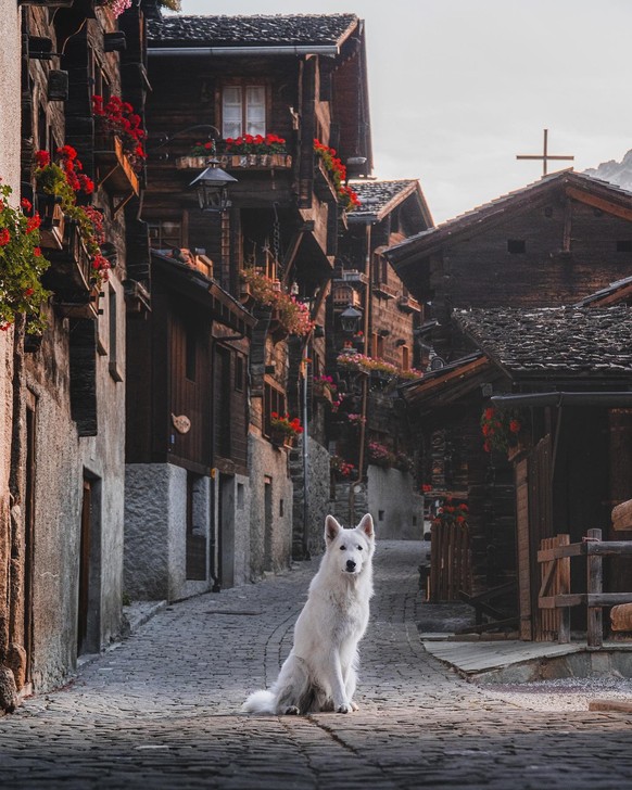 Voici Odin dans le charmant village de Grimentz, dans le Val d'Anniviers.