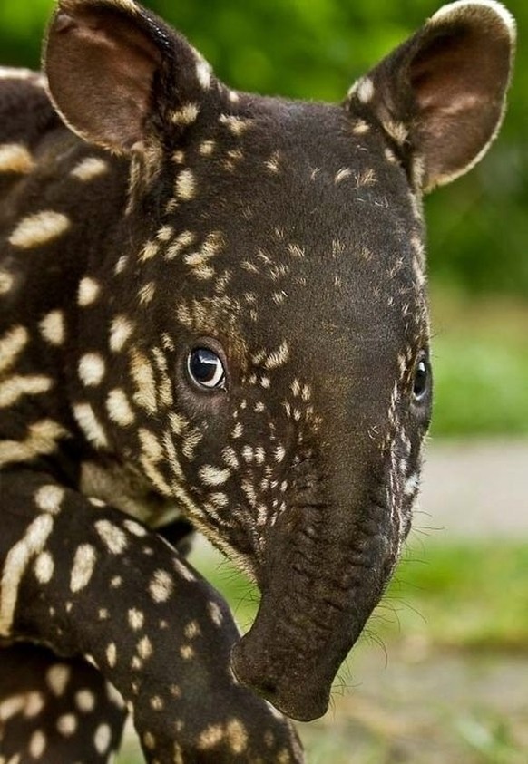 cute news tier tapir

https://ch.pinterest.com/pin/8585055535443423/
