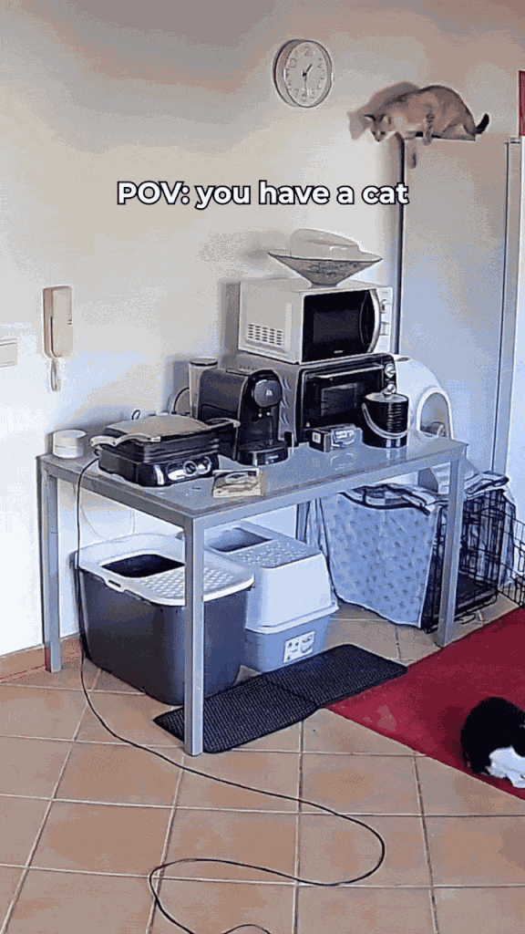 GIF animé
