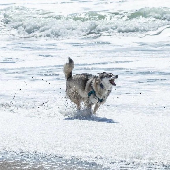 cute news tier hund husky

https://www.reddit.com/r/aww/comments/1cs23f1/my_dog_thoroughly_enjoying_the_pacific/
