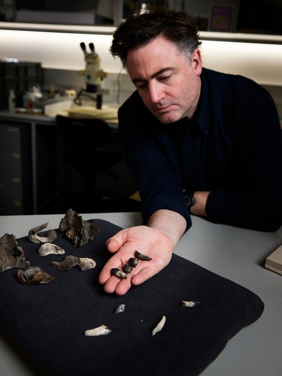 Le Dr Erich Fitzgerald tient les dents et le crâne fossile partiel découverts à Jan Juc, dans l&#039;État de Victoria.