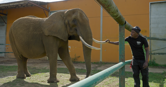 Kariba, un éléphant d'Afrique né en 1985 au Zimbabwe.