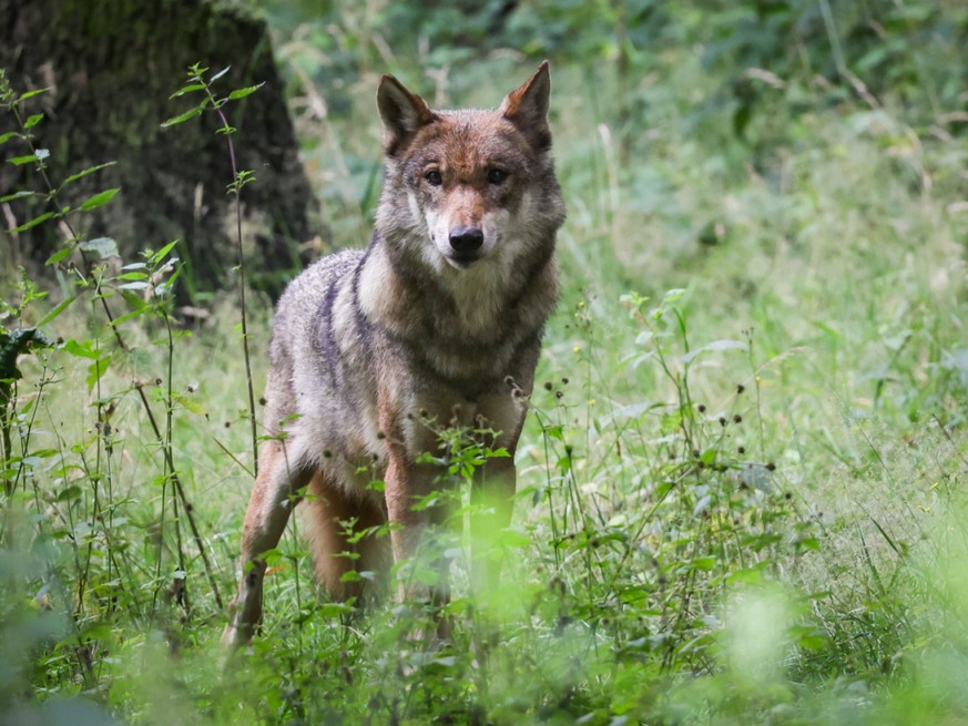 Selon les organisations de défense de la nature, les loups solitaires causent souvent plus de problèmes que les meutes (image d&#039;illustration).