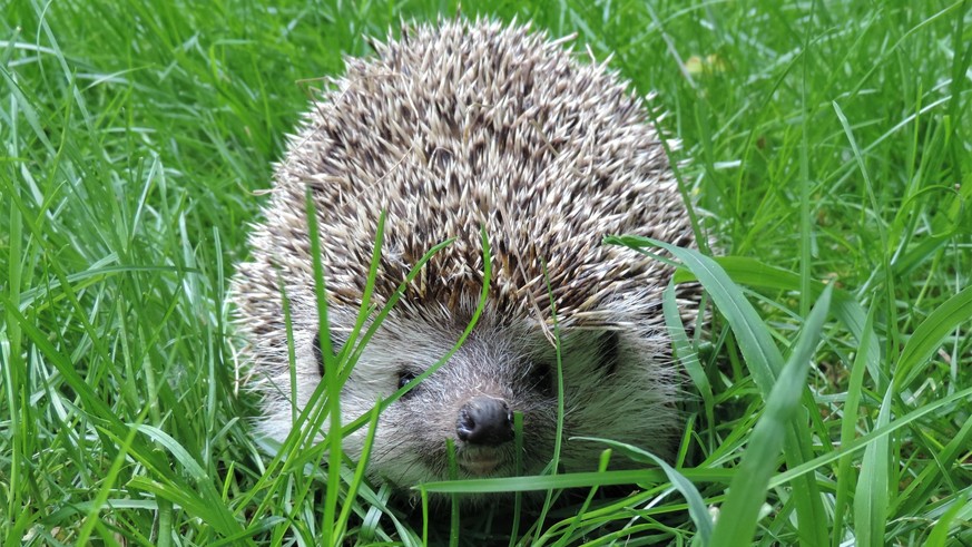 Un hérisson dans l&#039;herbe @ FOUR PAWS