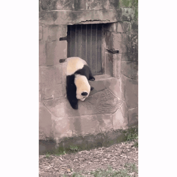 GIF animé