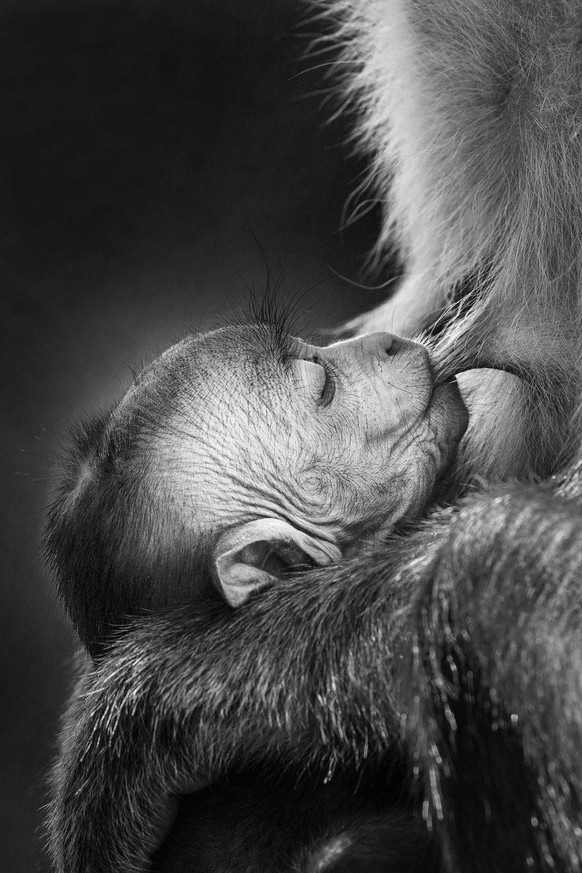 World Nature Photography Awards 2021: Black and White, 2. Platz, Avanka Fernando, Sri Lanka. Toque macaque being fed by its mother, Yala National Park, Sri Lanka.