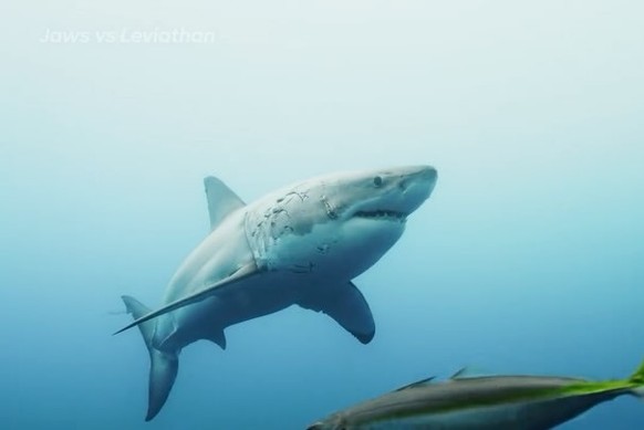 15 fun facts sur les requins